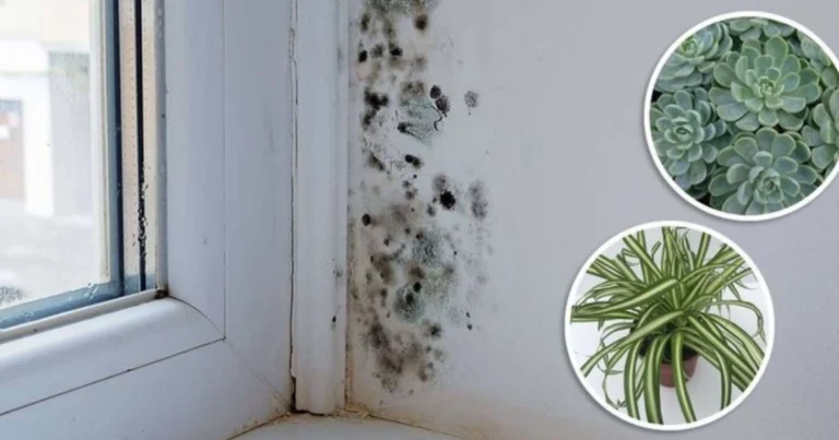 6 plantas de interior que ayudan a reducir la humedad y prevenir la aparición de moho negro en casa