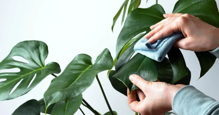 Cómo limpiar y dar brillo a las hojas de las plantas de interior de forma natural