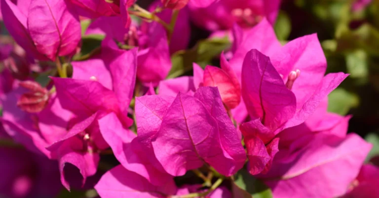 Buganvilla: beneficios de sus hojas y cómo aprovecharlas