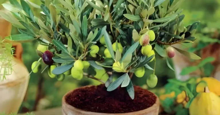 Cómo cultivar un olivo desde el hueso: guía completa