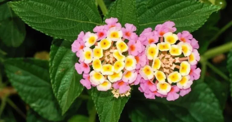Cómo cuidar y hacer florecer la lantana: la planta que ahuyenta a los mosquitos