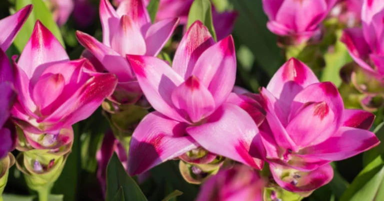 Cómo cultivar cúrcuma en casa para tener una cosecha continua y disfrutar de su floración