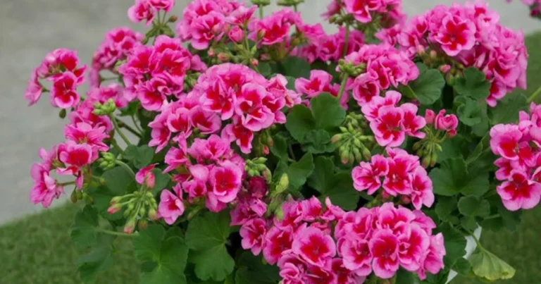 Cómo propagar geranios a partir de un tallo y multiplicar tus plantas sin fin