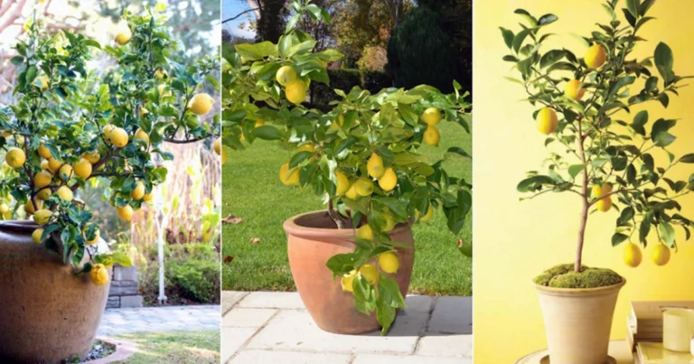 Cultivar un limonero en una taza para purificar el aire y perfumar tu hogar