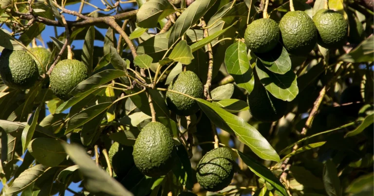 Por qué los aguacates maduran de manera diferente a otras frutas