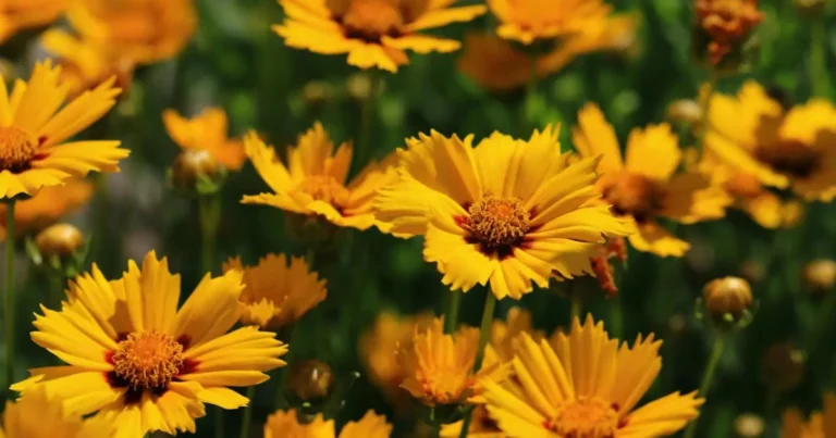 15 Plantas para Bordes que Florecen Continuamente desde la Primavera hasta el Otoño