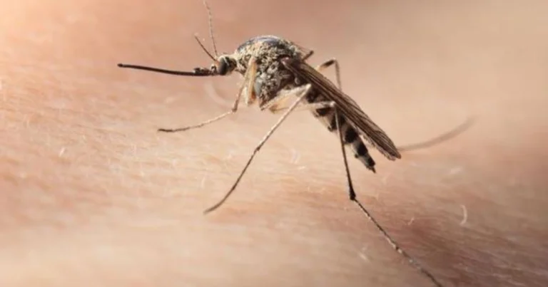 La planta que mantiene alejados a los mosquitos en casa y en el balcón