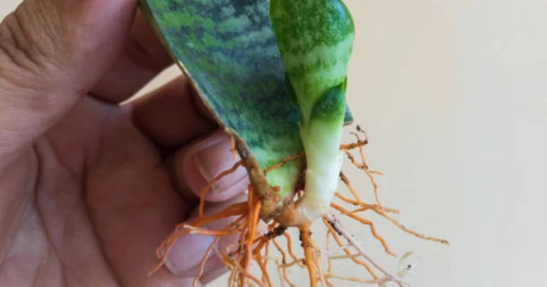 Cómo reproducir una sansevieria a partir de una hoja: guía completa