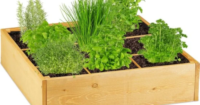 Huerto para impacientes: 9 verduras que se pueden cosechar rápidamente