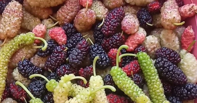 Las moras: un tesoro natural lleno de beneficios para la salud