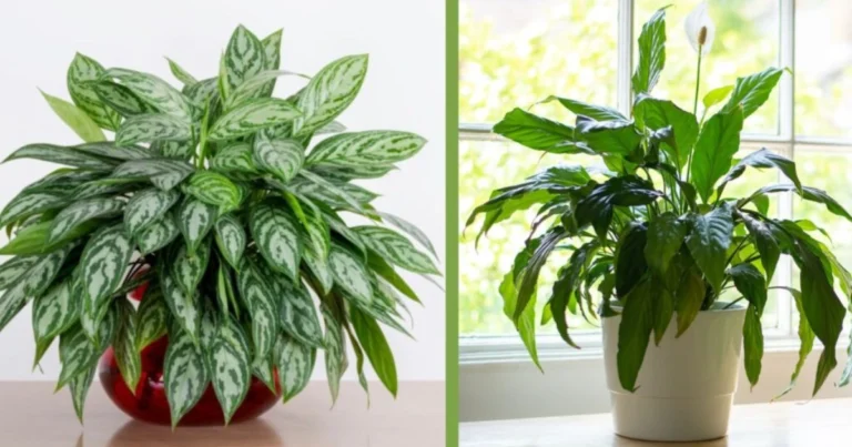 Plantas que puedes cultivar en agua para decorar tu hogar