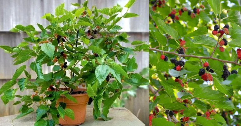 Cómo cultivar un gelso negro en maceta y disfrutar de abundantes frutos