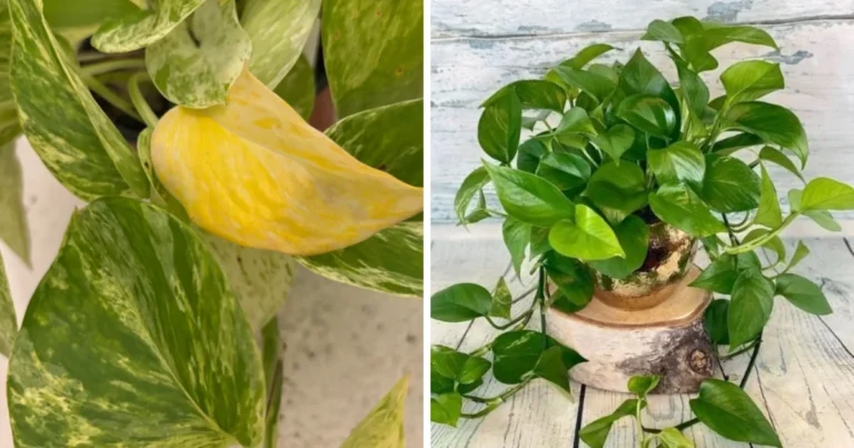 Por qué las hojas de las plantas se ponen amarillas y cómo recuperarlas