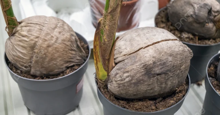 Cómo cultivar un cocotero a partir de una nuez de coco con el método del agua