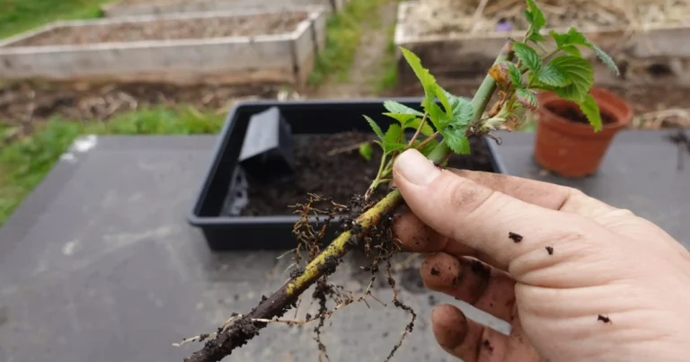 Propagación de plantas por esquejes: guía completa para cultivar árboles frutales en casa