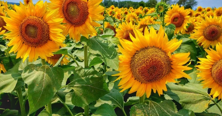 Girasol “Oso de Peluche”: cómo cultivarlo, cuidados y usos en el jardín