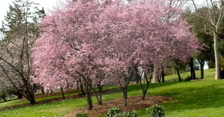 Guía rápida: árboles ideales para plantar en la banqueta sin dañar el pavimento