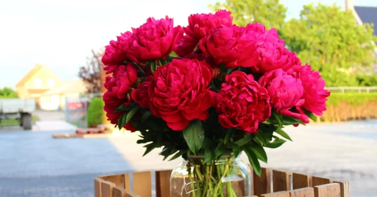 1 Cucharada de Esto y las Flores de la Casa Crecerán Sin Parar: Nunca Había Sido Así