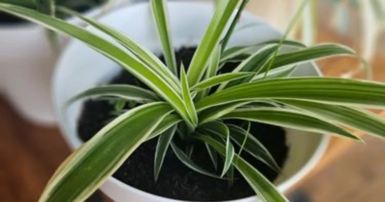 Cómo cuidar el falangio o planta araña y aprovechar todos sus beneficios