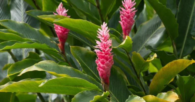 Cómo cultivar jengibre en casa para tener una reserva infinita y hacerlo florecer