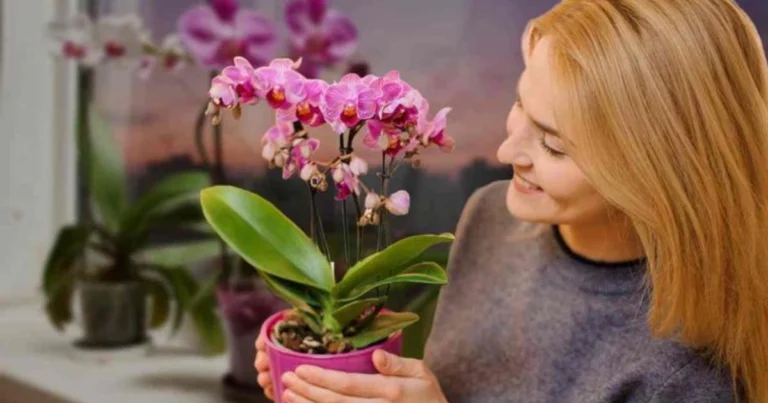 El truco del jugo de limón para recuperar y hacer florecer las orquídeas