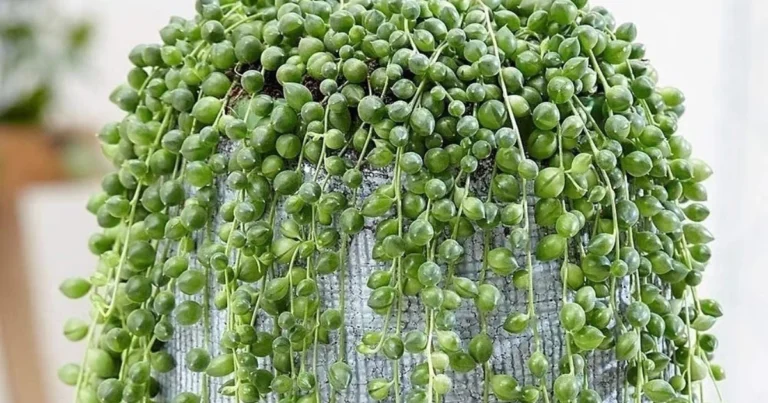 Cómo hacer florecer la planta del rosario todo el año: 3 trucos infalibles