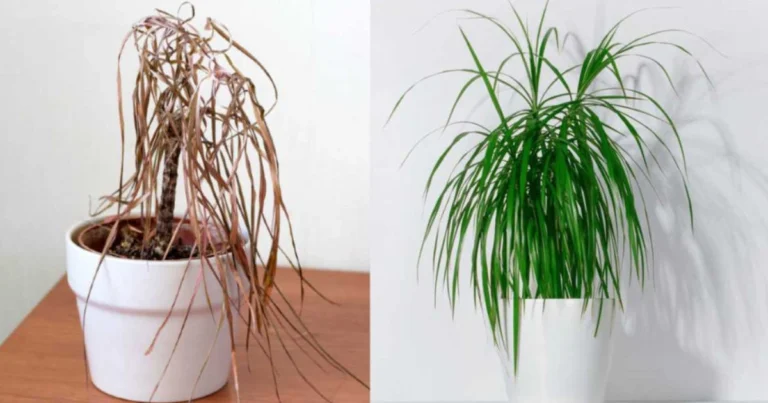 Cómo preparar agua vitaminada para acelerar el crecimiento y la floración de las plantas