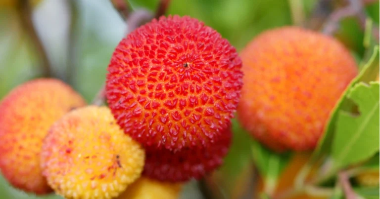 El madroño: el fruto olvidado que protege el corazón y combate el envejecimiento