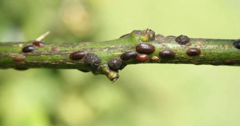 Cómo eliminar la cochinilla de tus plantas con pesticidas naturales