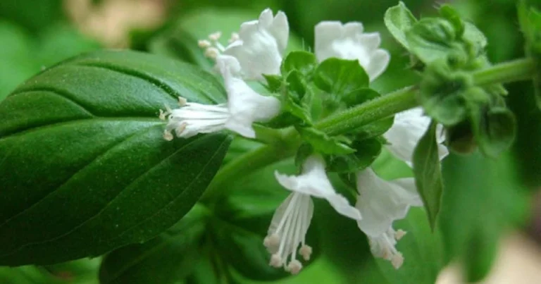 5 usos creativos de las flores de albahaca que no deberías desaprovechar