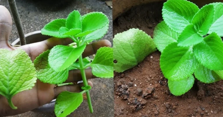 Cómo plantar menta en una taza para decorar y perfumar tu hogar