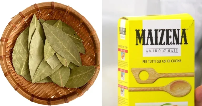 Crema rejuvenecedora casera con almidón de maíz y laurel: receta, beneficios y precauciones