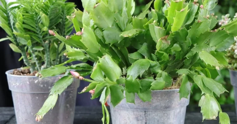 Cómo hacer florecer la planta de Navidad durante todo el año