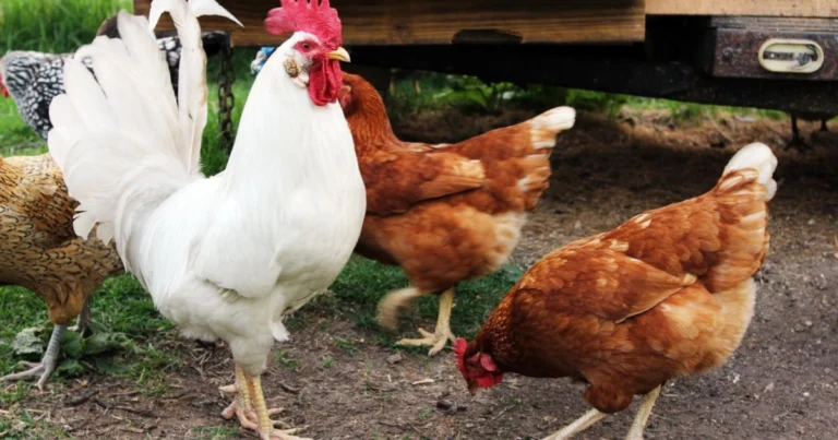 6 mezclas caseras para gallinas ponedoras: naturales, nutritivas y económicas