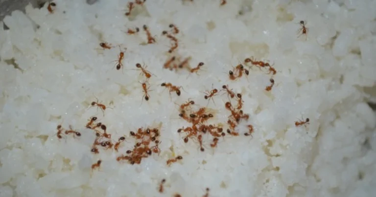 Formigas en casa: 7 trucos efectivos para eliminarlas y evitar que regresen