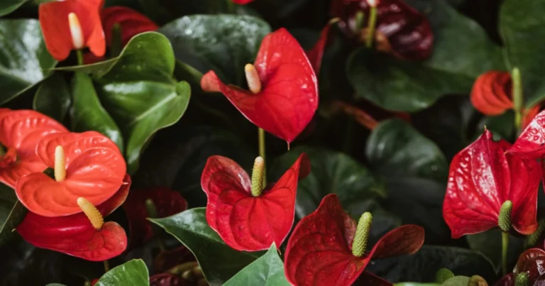 Cómo revitalizar tu anturio y fomentar su floración