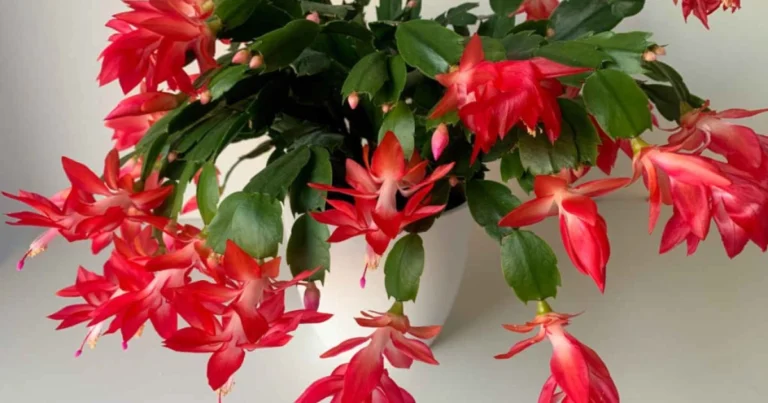 Cómo cultivar, propagar y hacer florecer un cactus de Navidad todo el año