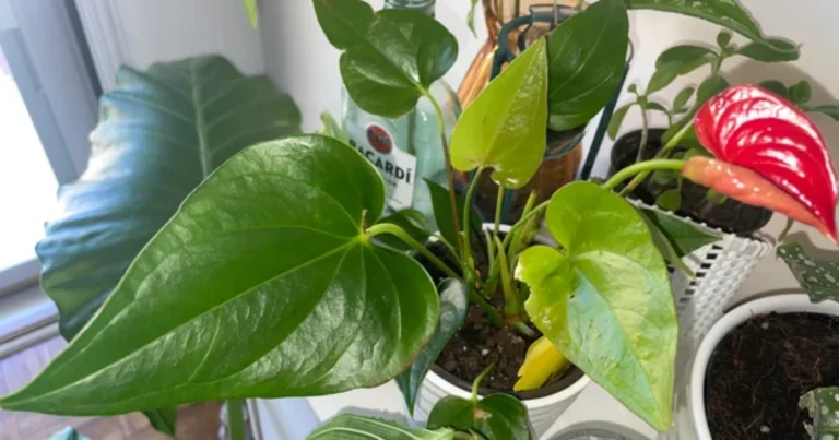 Cómo hacer florecer el anturio durante todo el año