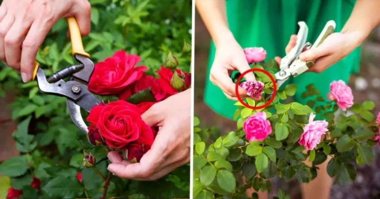 Cómo multiplicar rosas a partir de un tallo y obtener decenas de plantas