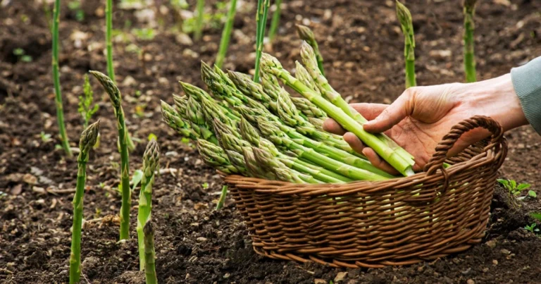 Cómo cultivar espárragos en casa de manera sencilla