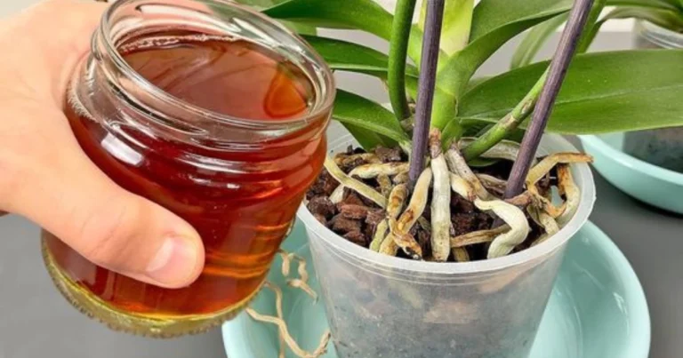 El truco más eficaz para salvar una orquídea moribunda y hacerla florecer de nuevo