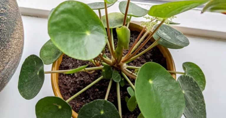 Cómo cuidar la Pilea peperomioides para mantenerla siempre verde y saludable