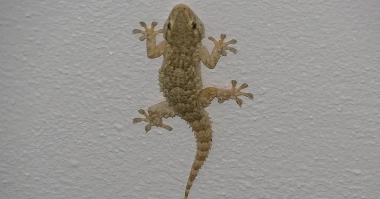 Cómo ahuyentar geckos de casa: soluciones naturales y seguras
