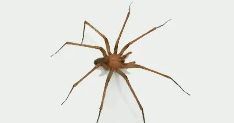 Araña tigre vs araña violinista: diferencias, riesgos y qué hacer en casa