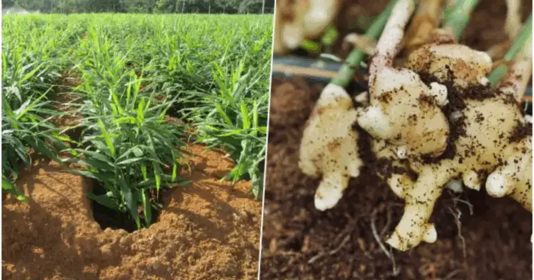 Cómo cultivar jengibre en casa todo el año: guía completa para principiantes