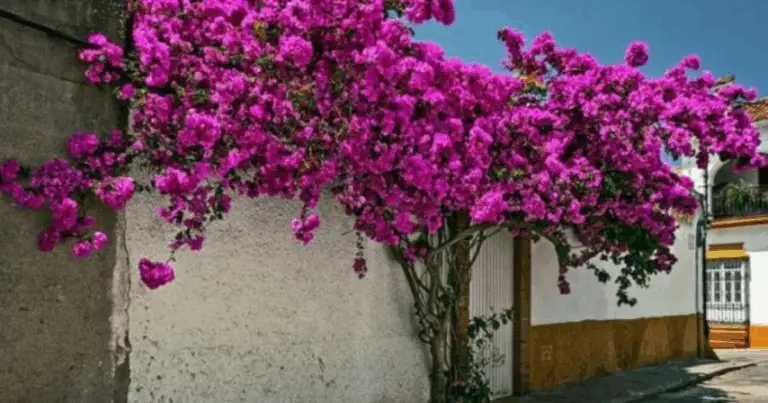 Bougainvillea en maceta: guía completa para una floración exuberante en casa