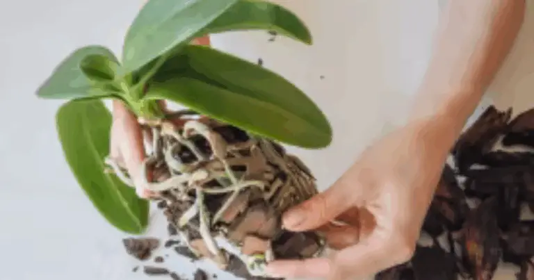 Cuidado de orquídeas: guía práctica para que florezcan todo el año