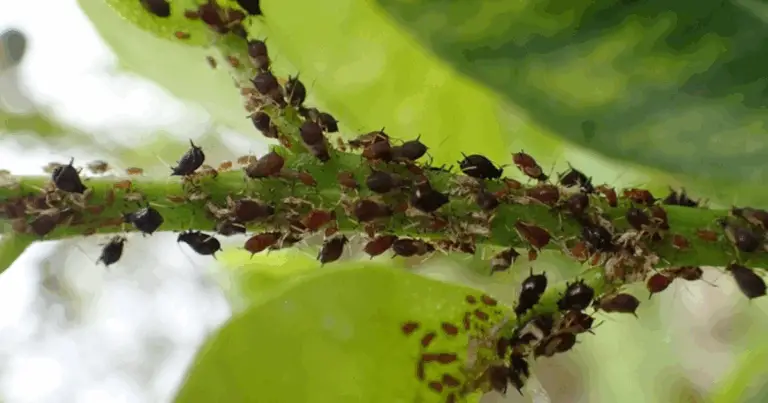 Control de plagas natural en el jardín: guía práctica contra cochinillas, pulgones y caracoles