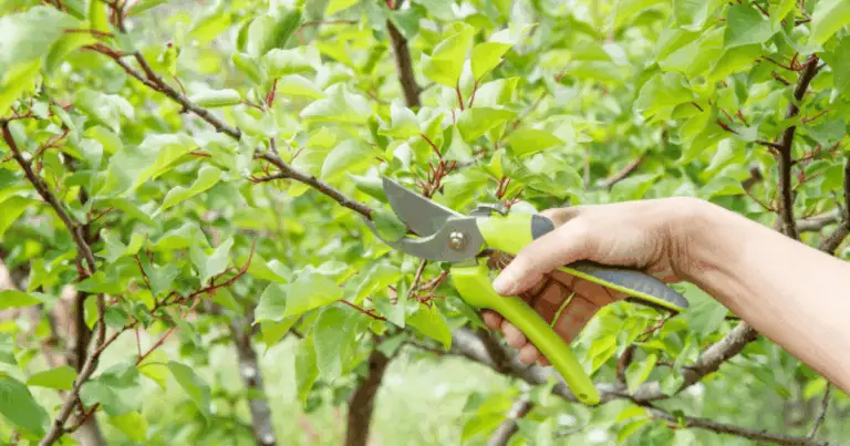 Poda de plantas: guía completa para un jardín sano y equilibrado