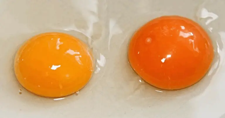 Color de la yema de los huevos y su relación con la alimentación de la gallina